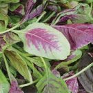 400 PCS Seeds Edible Amaranth Bi-color Vegetable