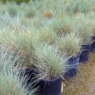 400 PCS Seeds Fescue Grass bonsais - (Festuca glauca) Perennial Hardy Ornamental