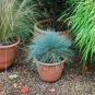 400 PCS Seeds Fescue Grass bonsais - (Festuca glauca) Perennial Hardy Ornamental