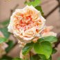 100 PCS Seeds 'Gloire de Dijon' Subtle Fragranced Climbing Rose