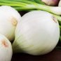 4000 PCS Seeds Onion Large White Vegetable