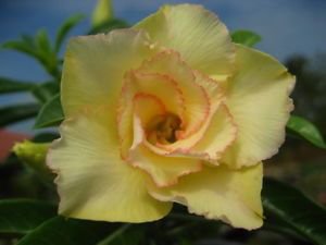4 PCS Seeds Light Green Adenium Desert Rose