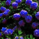 10 PCS Seeds Peony Dark Blue Climbing Flower