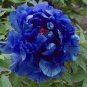 10 PCS Seeds Peony Dark Blue Climbing Flower