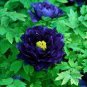 10 PCS Seeds Peony Dark Blue Climbing Flower