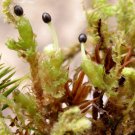 100 PCS Seeds Rare Aquarium Planten Java Moss Grass Plants