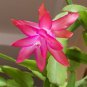 400 PCS Seeds Schlumbergera Cactus Christmas Bonsai