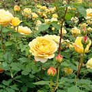 200 PCS Seeds Yellow Rose Golden Celebration Aromatic