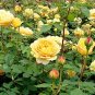200 PCS Seeds Yellow Rose Golden Celebration Aromatic