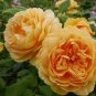 200 PCS Seeds Yellow Rose Golden Celebration Aromatic