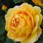 200 PCS Seeds Yellow Rose Golden Celebration Aromatic