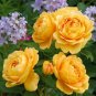 200 PCS Seeds Yellow Rose Golden Celebration Aromatic