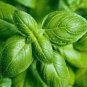 40 PCS Seeds Sweet (Common) Basil