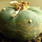50 PCS Seeds Cactus Lobivia Peruviana Hendriksenianus oreocereus