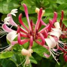 40 PCS Seeds Cape Honeysuckle (tecomaria Capensis) Bonsai 40 PCS Seeds Cape Honeysuckle (tecomaria Capensis) Bonsai