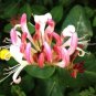 40 PCS Seeds Cape Honeysuckle (tecomaria Capensis) Bonsai