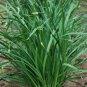 1000 PCS Seeds Chinese Broadleaf Chive Bonsai Garden Potted Leek Plants
