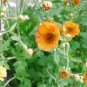 40 PCS Seeds Geum 'Totally Tangerine' Avens Flower