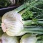 60 PCS Seeds Organic Spherical Fennel Herbal Vegetables