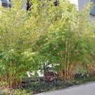 60 PCS Seeds Heirloom 'Xigun' Thin Bonsai Bamboo