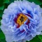 20 PCS Seeds Precious China Peony Flower Bonsai Potted Flowers Bonsai