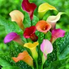 200 PCS Seeds Rainbow Calla Lily Plants Flower 200 PCS Seeds Rainbow Calla Lily Plants Flower