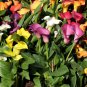 200 PCS Seeds Rainbow Calla Lily Plants Flower