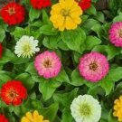 100 PCS Seeds Rare Beautiful Mixed Zinnia Flowers Youth-and-old-age