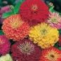 100 PCS Seeds Rare Beautiful Mixed Zinnia Flowers Youth-and-old-age