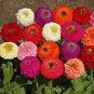 100 PCS Seeds Rare Beautiful Mixed Zinnia Flowers Youth-and-old-age