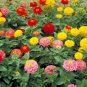 100 PCS Seeds Rare Beautiful Mixed Zinnia Flowers Youth-and-old-age