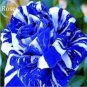 100 PCS Seeds Rare Mixed 3 Types of Heirloom Rose Shrubs