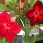4 PCS Seeds Taiwan Deep Red Adenium Desert rose