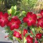 4 PCS Seeds Taiwan Deep Red Adenium Desert rose