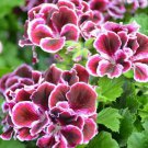 200 PCS Seeds Rare Purple White Side Gloxinia Garden Perennial Flowering Plants 200 PCS Seeds Rare Purple White Side Gloxinia Garden Perennial Flowering Plants