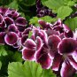 200 PCS Seeds Rare Purple White Side Gloxinia Garden Perennial Flowering Plants