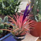 10 PCS Seeds Tillandsia ionantha Guatamala
