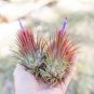 10 PCS Seeds Tillandsia ionantha Guatamala
