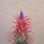 10 PCS Seeds Tillandsia ionantha Guatamala