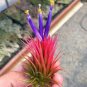 10 PCS Seeds Tillandsia ionantha Guatamala