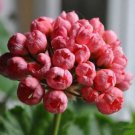 100 PCS Seeds Tulip Bonsai Flowers Wedding Home Decorative (Color Mixed) 100 PCS Seeds Tulip Bonsai Flowers Wedding Home Decorative (Color Mixed)