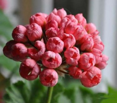 100 PCS Seeds Tulip Bonsai Flowers Wedding Home Decorative (Color Mixed)