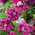 40 PCS Seeds Vine Clematis Potted Clematis Garden 40 PCS Seeds Vine Clematis Potted Clematis Garden