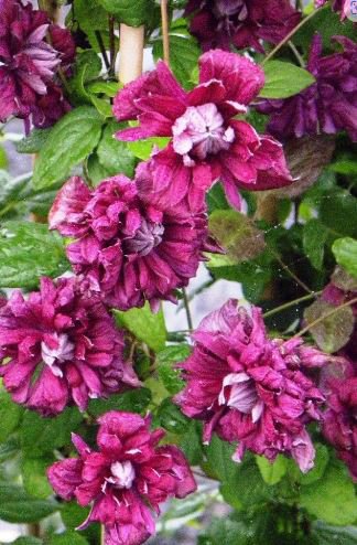 40 PCS Seeds Vine Clematis Potted Clematis Garden