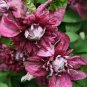 40 PCS Seeds Vine Clematis Potted Clematis Garden