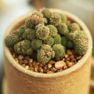 20 PCS Seeds 4Monanthes Polyphylla One Flowered House Leek Dwarf Crassula Bonsai Succulent