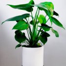 200 PCS Seeds 12kinds Mix Philodendron Bonsai 200 PCS Seeds 12kinds Mix Philodendron Bonsai