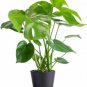 200 PCS Seeds 12kinds Mix Philodendron Bonsai