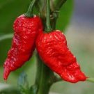 20 PCS Seeds Bhut jolokia Indian Dark Red Naga Jolokia Pepper 20 PCS Seeds Bhut jolokia Indian Dark Red Naga Jolokia Pepper