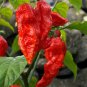 20 PCS Seeds Bhut jolokia Indian Dark Red Naga Jolokia Pepper
